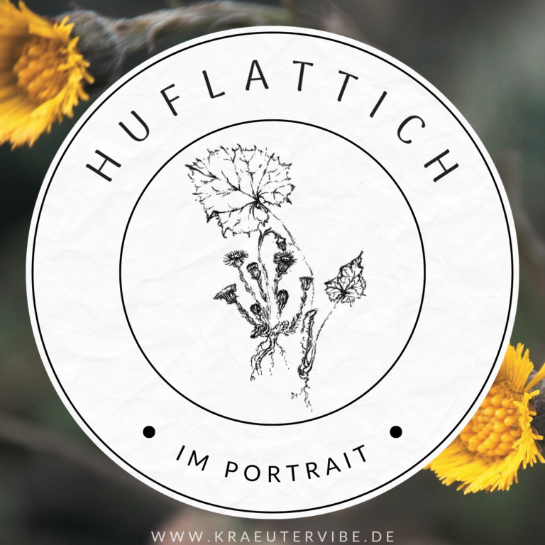 Huflattich im Portrait