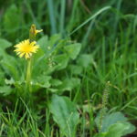 Bitterstoffe im Löwenzahn