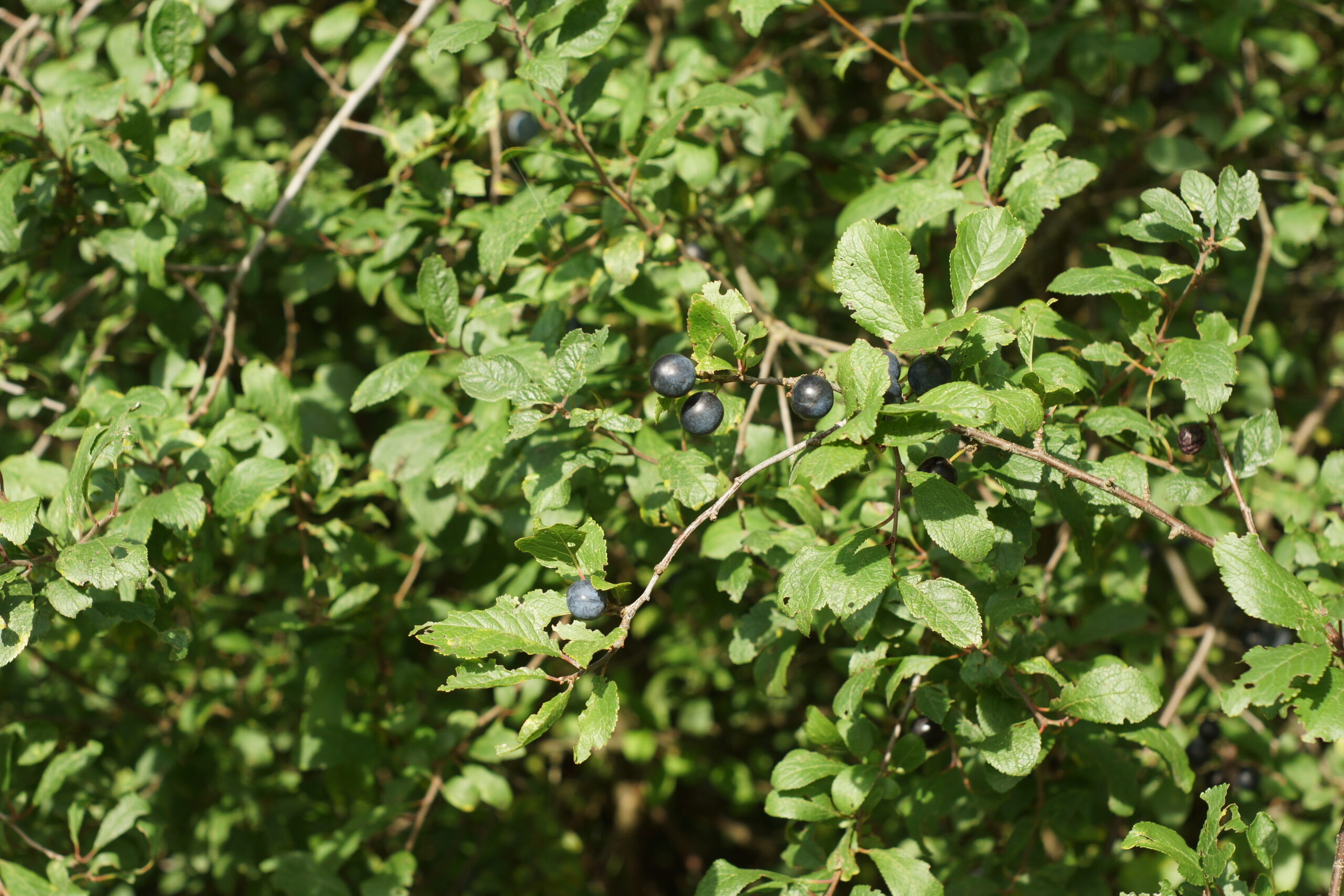 Gerbstoffe in der Schlehe