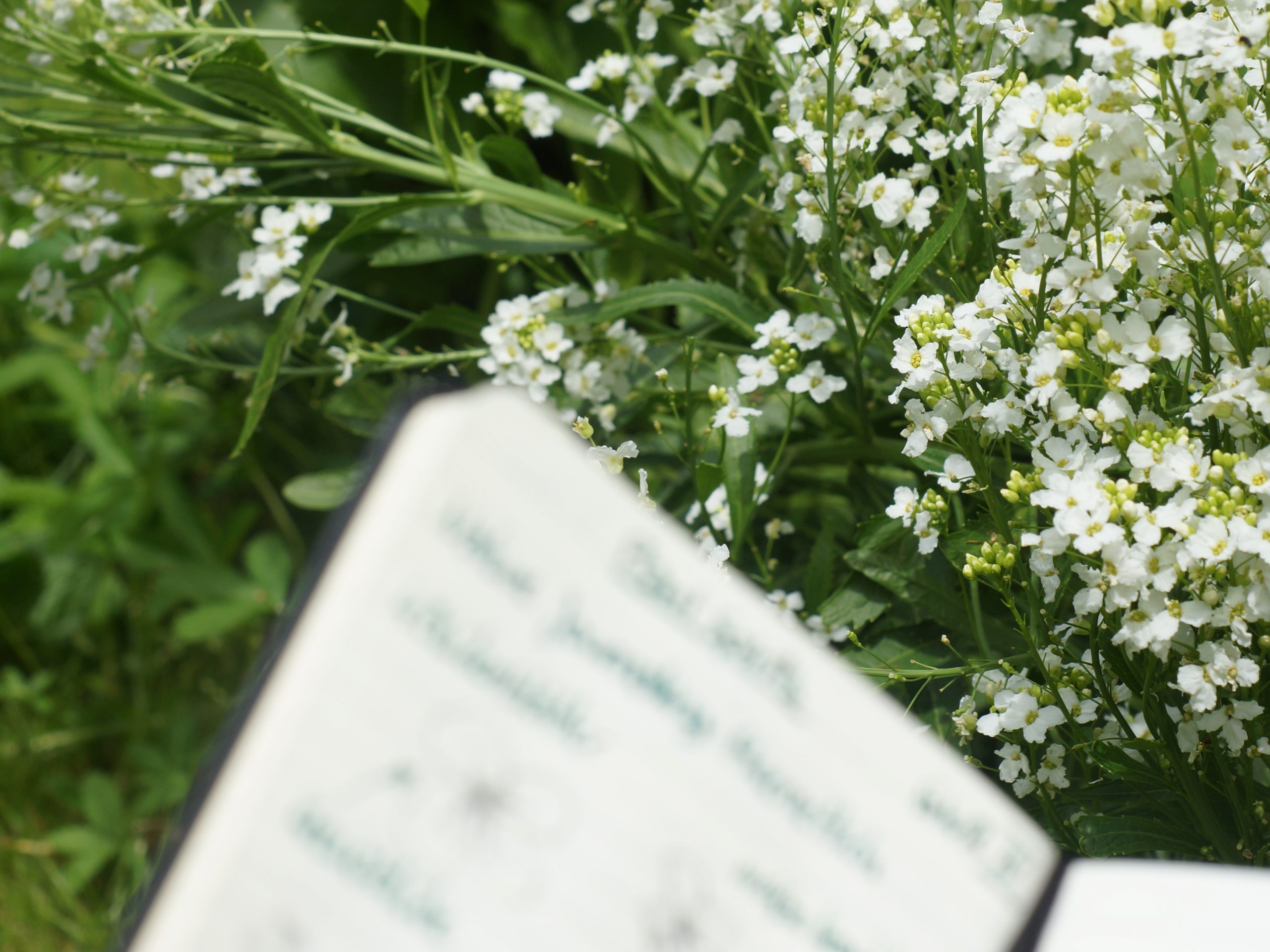 Wilde Zeit - Nature Journaling mit Meerettich