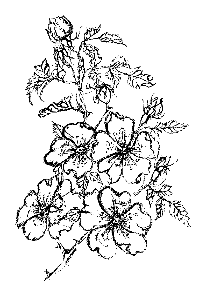 Hundsrose