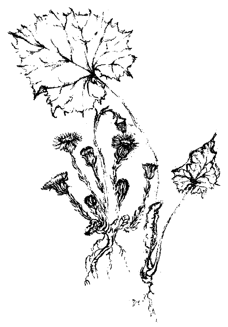 Huflattich